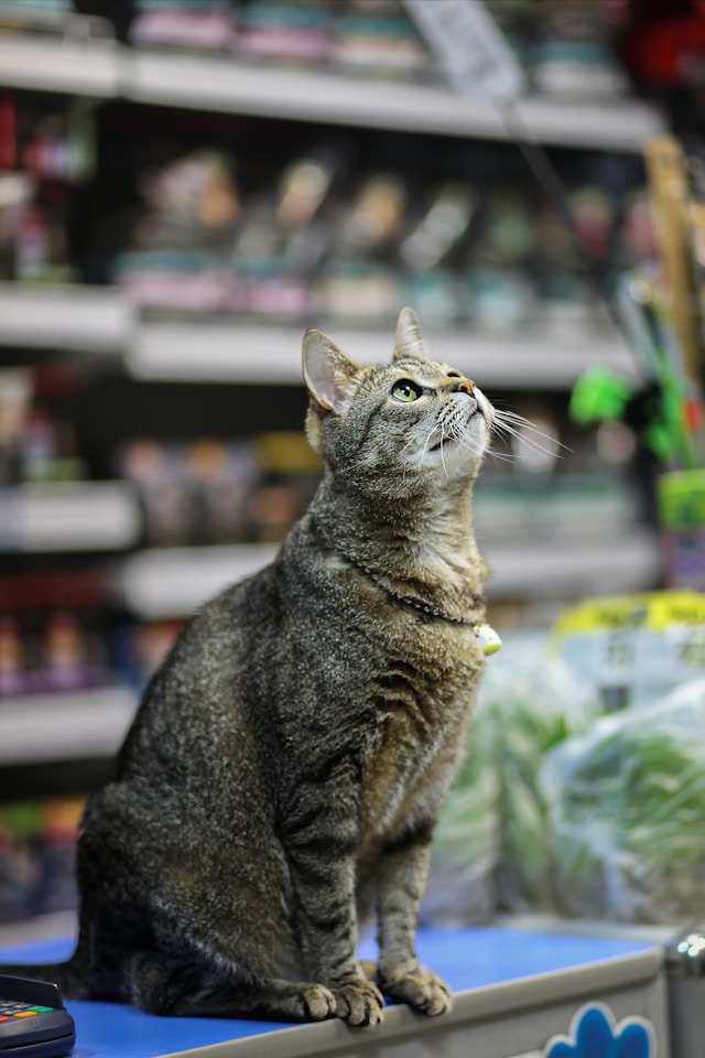 Pet Shop